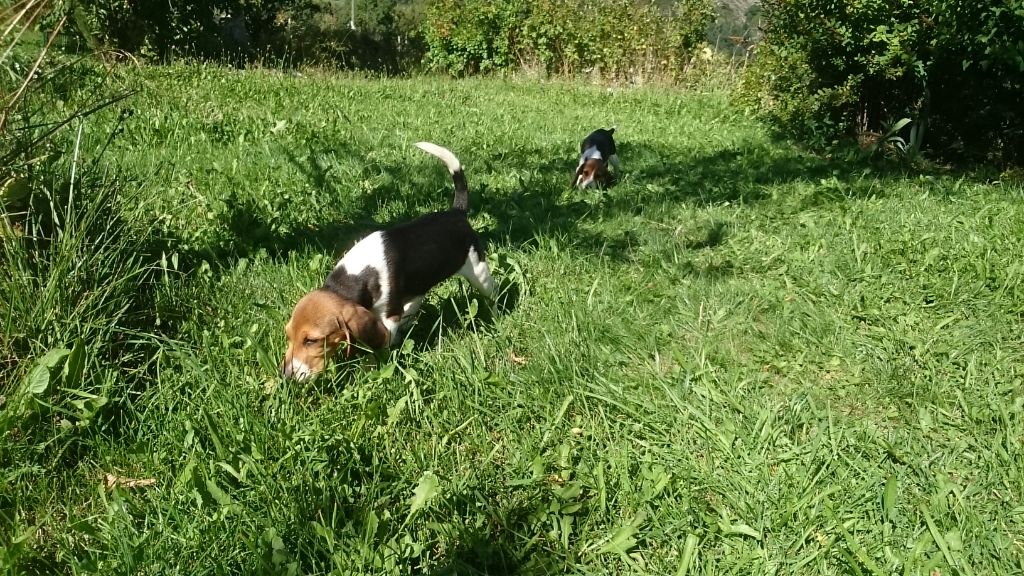 De La Bastide Des Aires - Chiot disponible  - Beagle