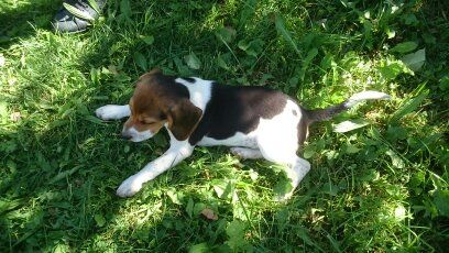 De La Bastide Des Aires - Chiots disponibles - Beagle